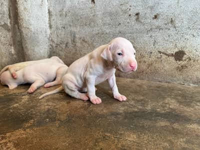 gultair dog pink nose pure breed