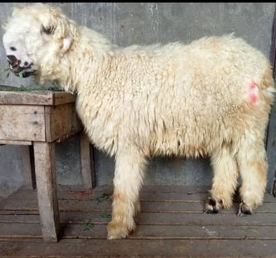 mundre male or kajlay male top quality for sale