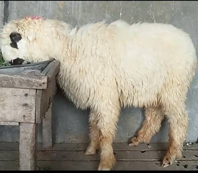 mundre male or kajlay male top quality for sale