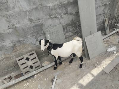kodu bakra for sell