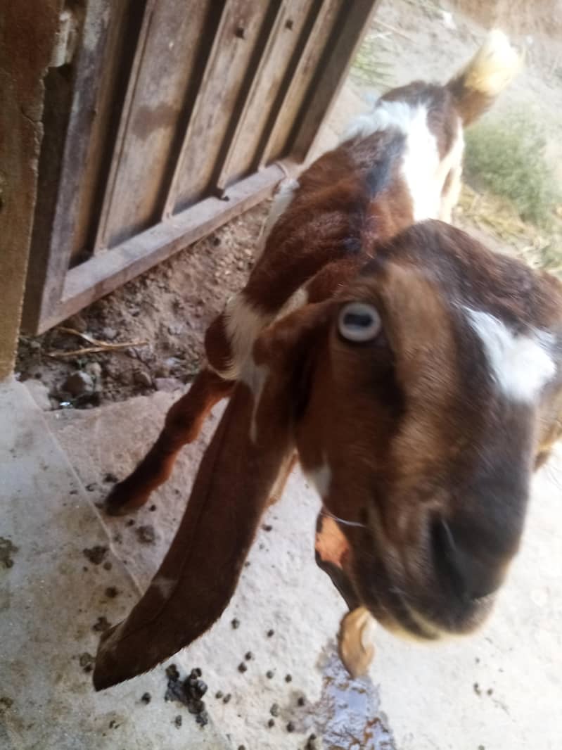 Bakra 0