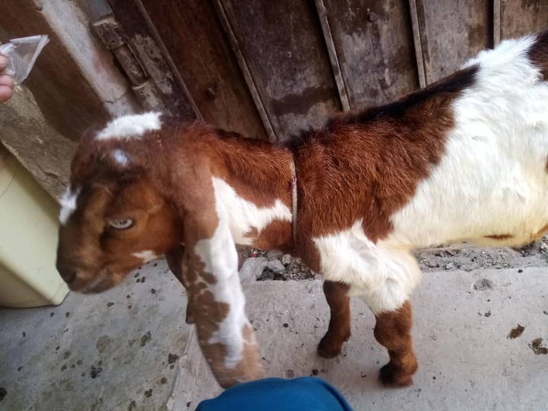 Bakra 1