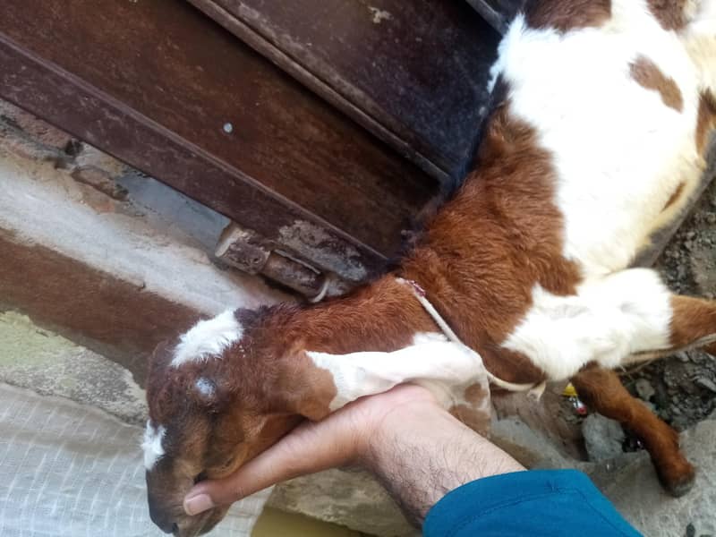 Bakra 2