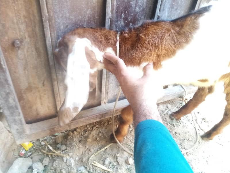 Bakra 3