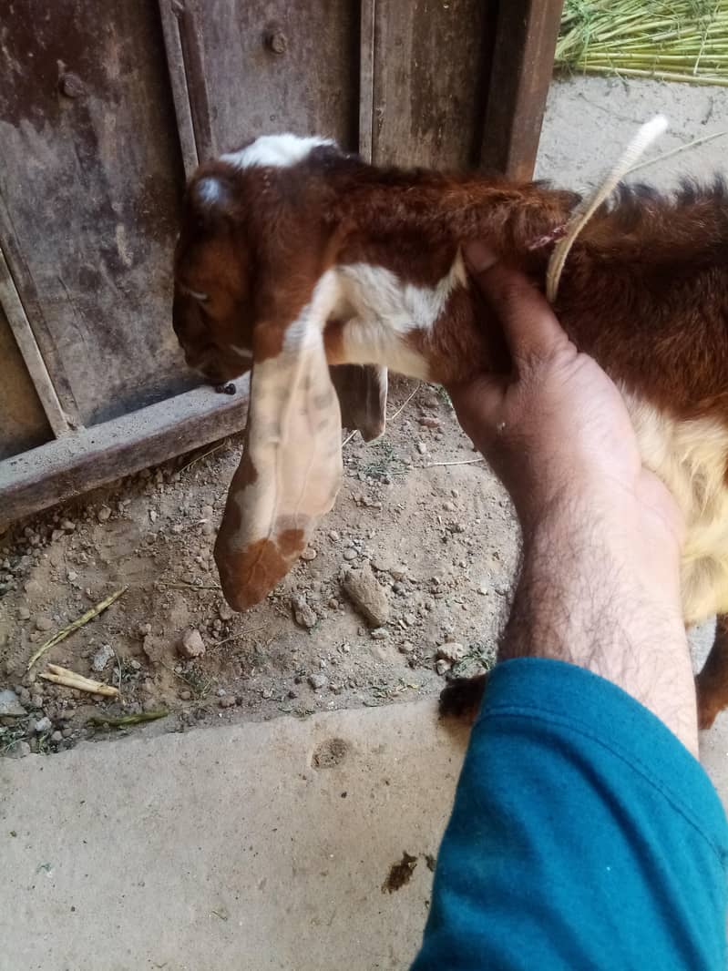 Bakra 4