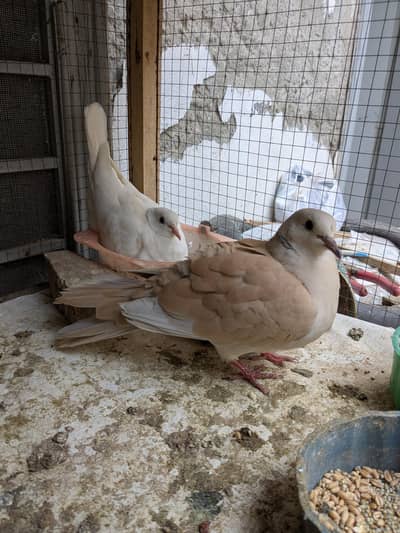 Dove 