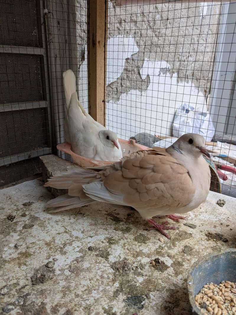 Dove s 1