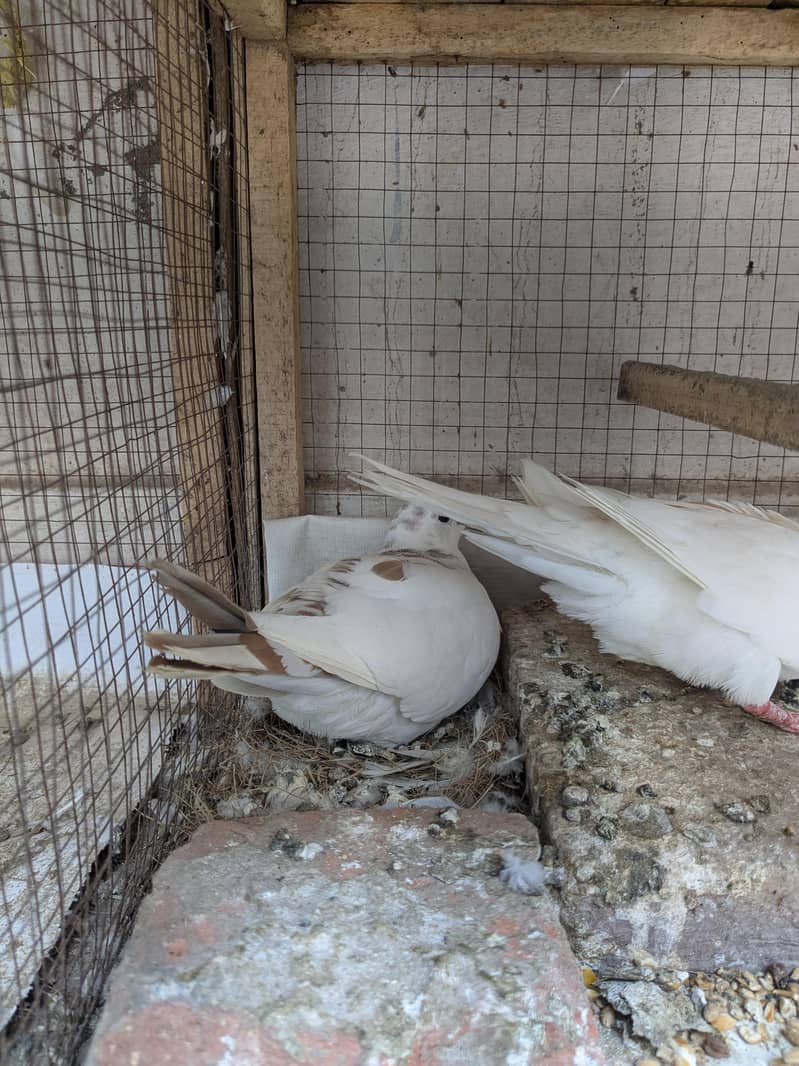 Dove s 3