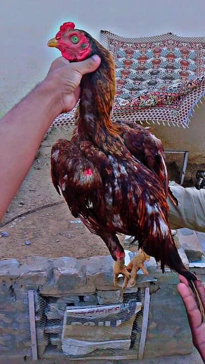 Aseel bentum pair for sale