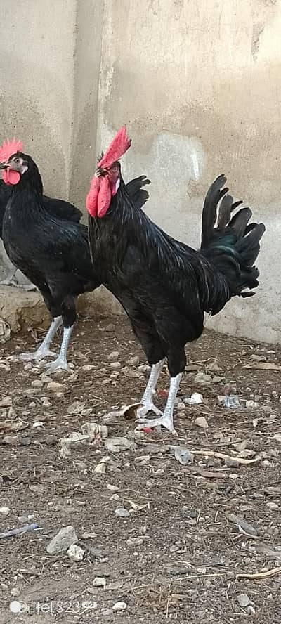 Australorp Male and female
