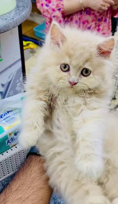 Persian cat's vaccinated  healthy active/WhatsApp 03254583038