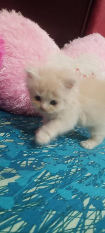 beautiful  cat long cot