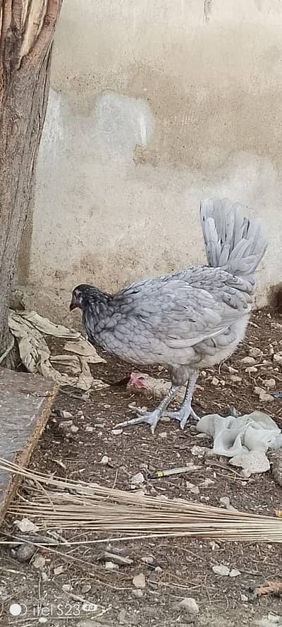 blue Australorp 2 females near to bread