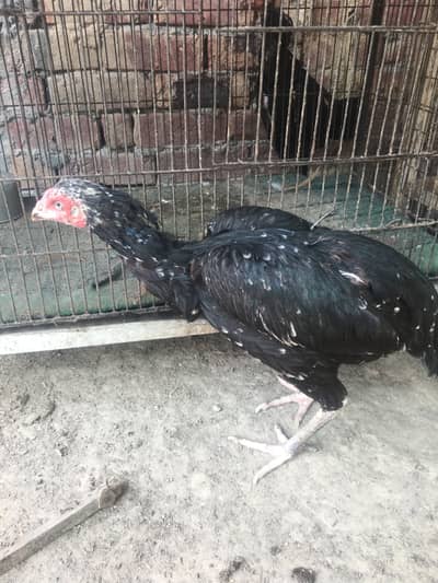 Good breeding
