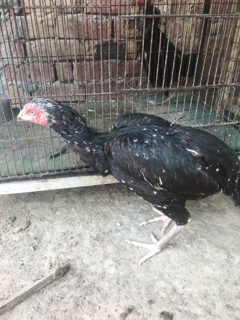 Good breeding 0