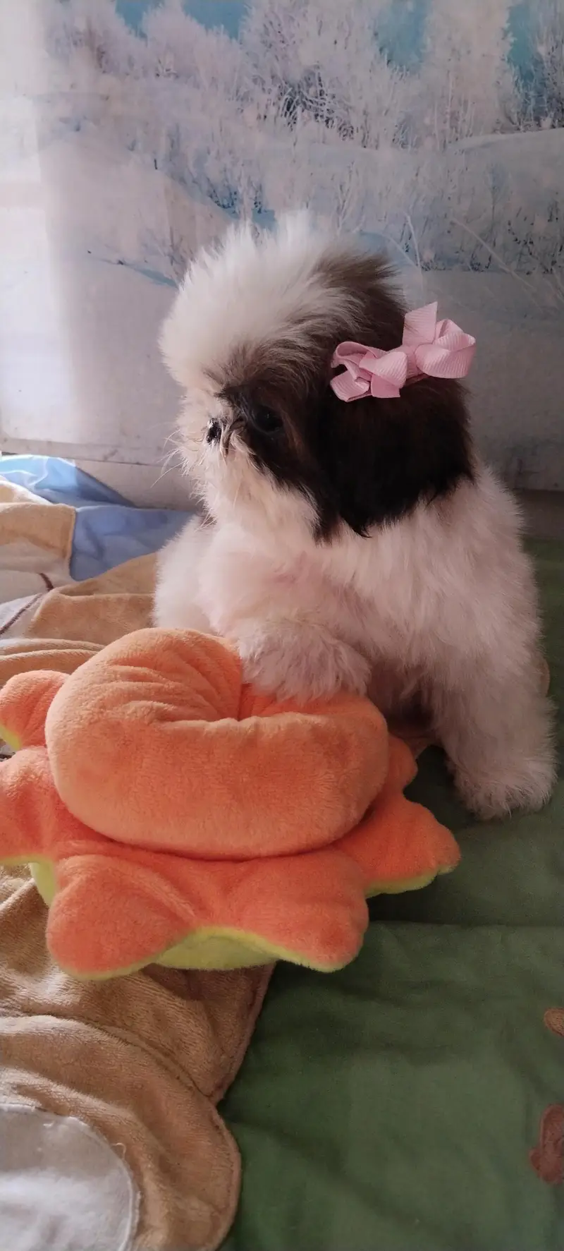 Shihtzu female puppy available