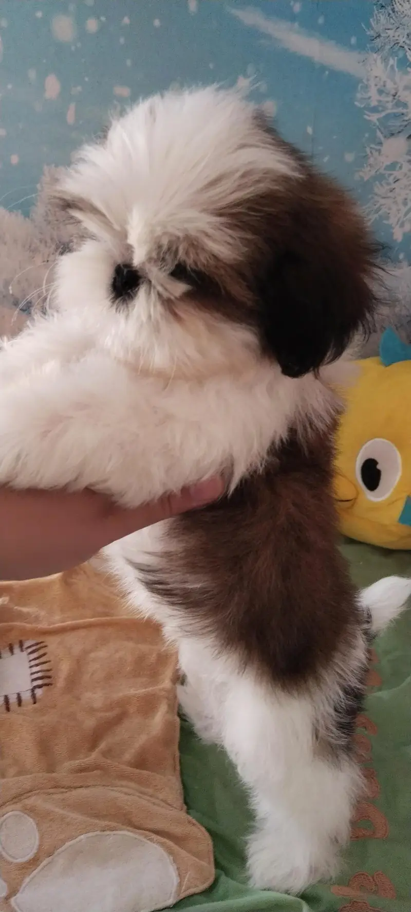 Shihtzu female puppy available — photo 2