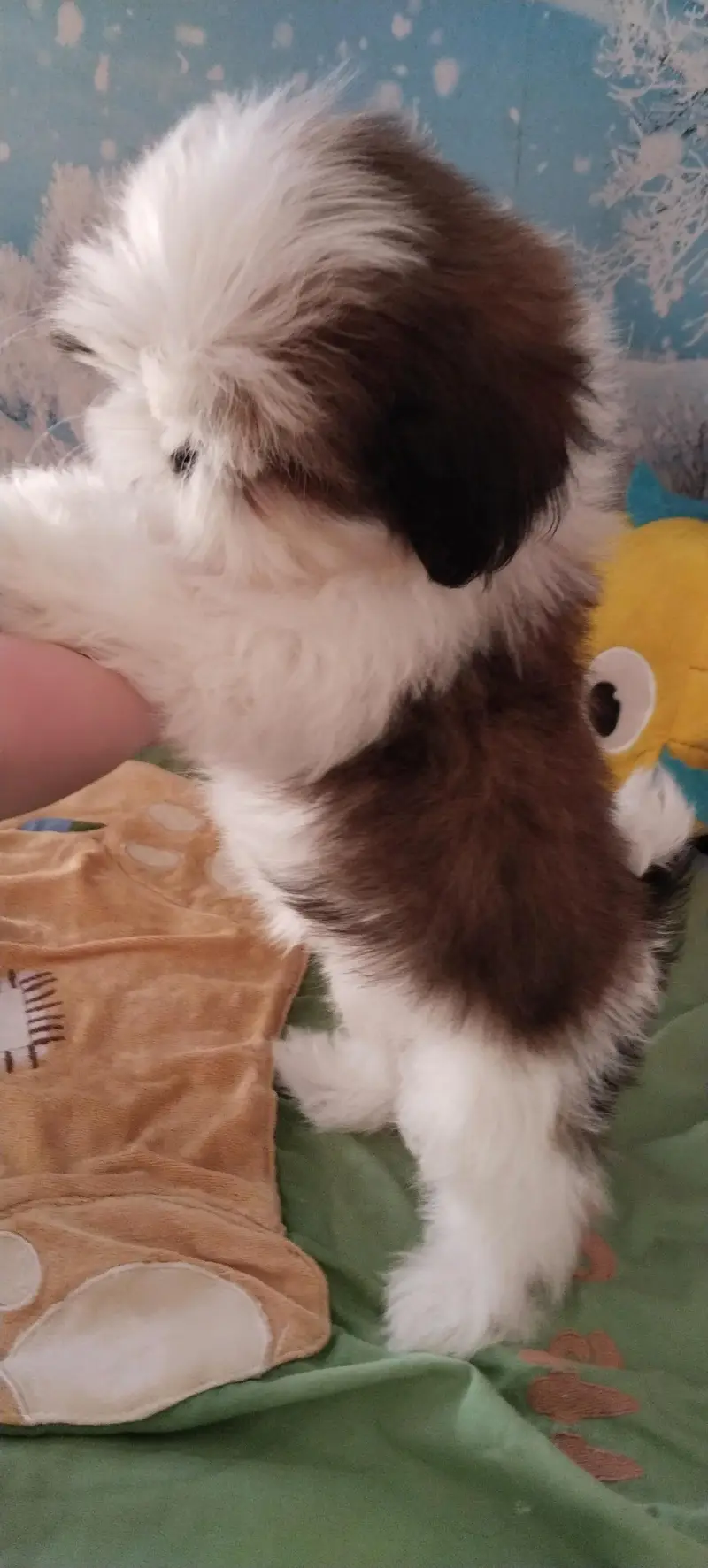 Shihtzu female puppy available — photo 3