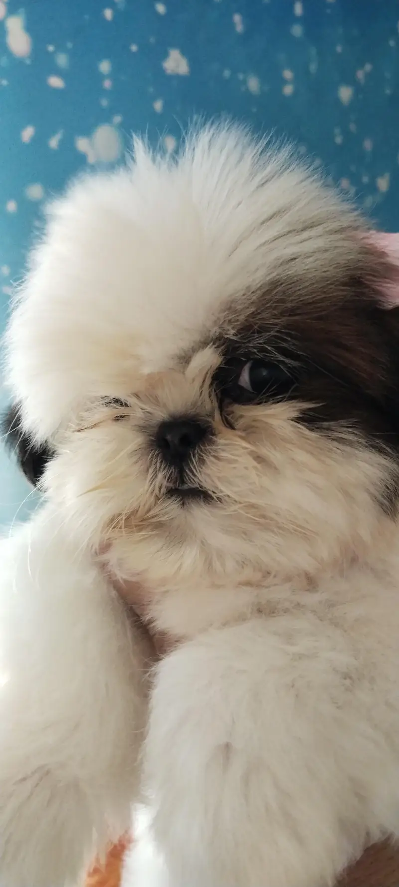 Shihtzu female puppy available — photo 4