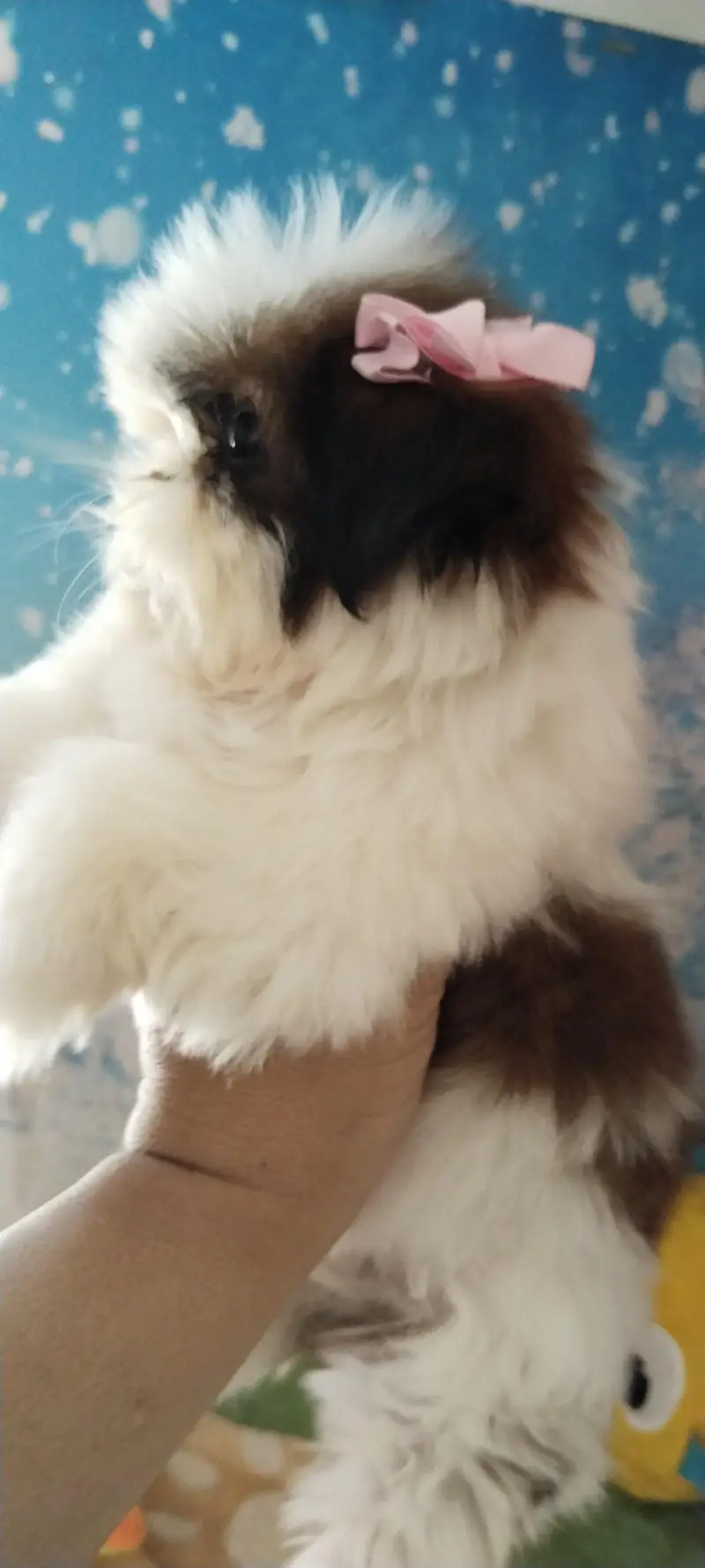 Shihtzu female puppy available — photo 5