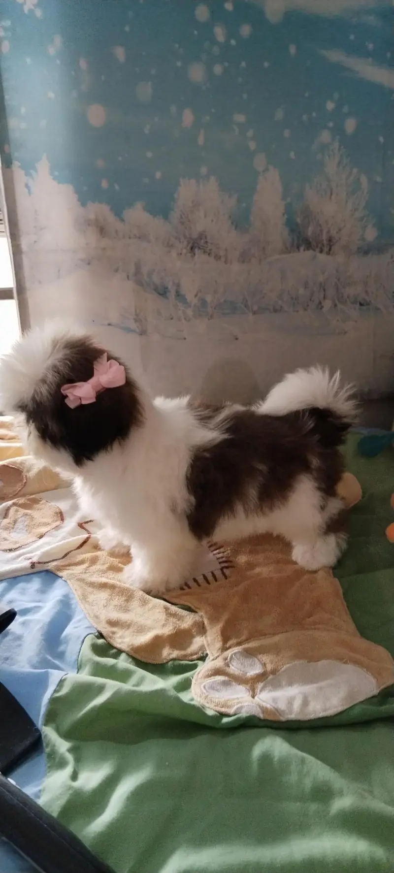 Shihtzu female puppy available — photo 6