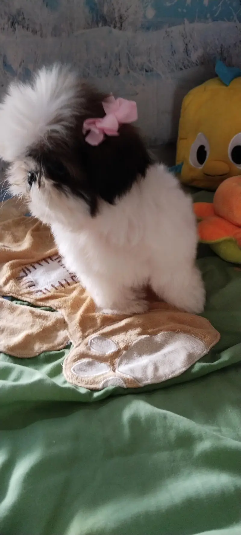 Shihtzu female puppy available — photo 7