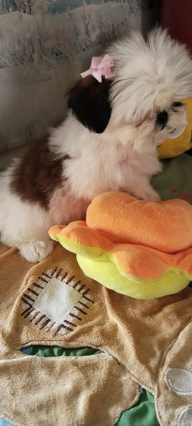 Shihtzu female puppy available — photo 8