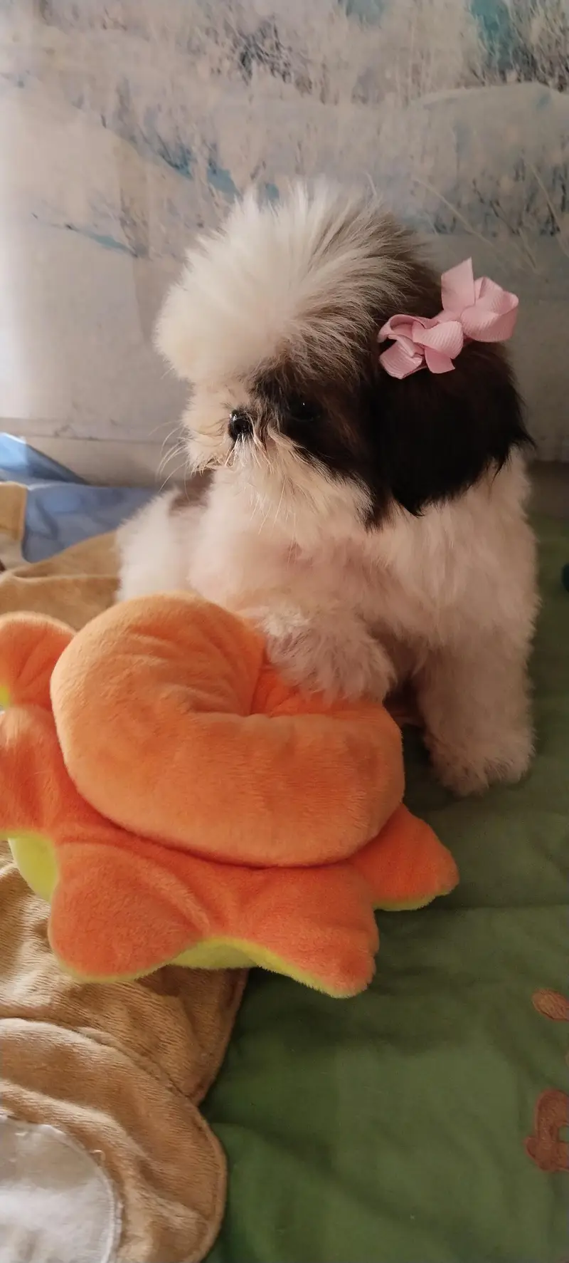 Shihtzu female puppy available — photo 9