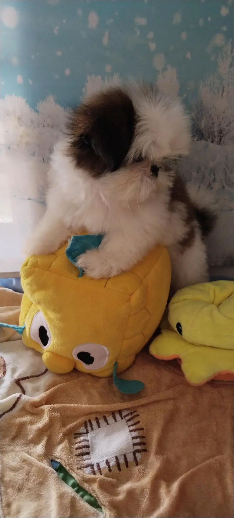 Shihtzu female puppy available — photo 10