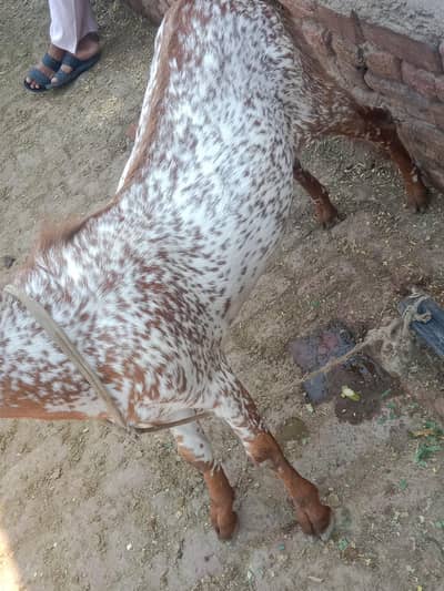 buht he kubsurt makichni bakra 03094037476