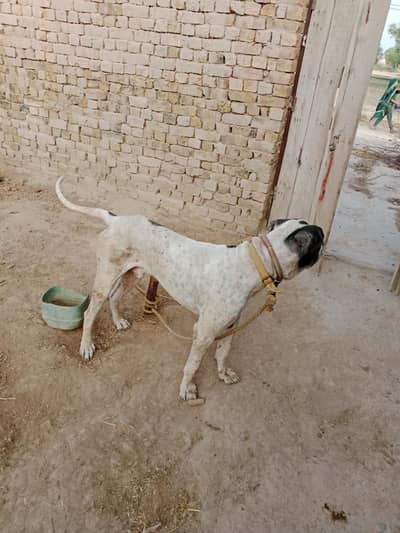 bullydog