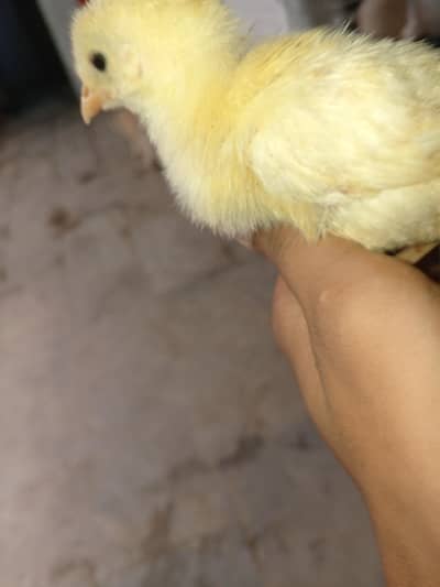 farms chicks