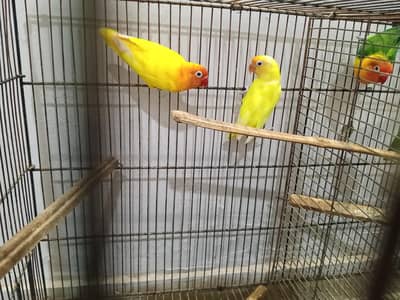 Love birds