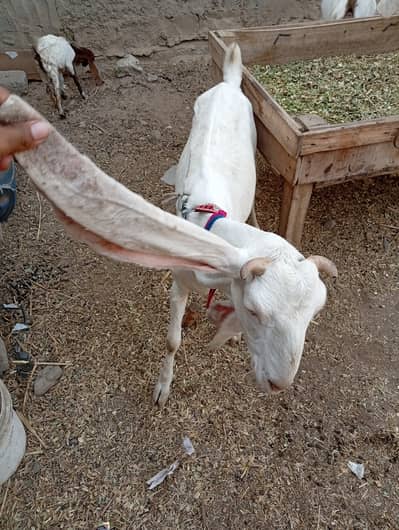 Gulabi bakra