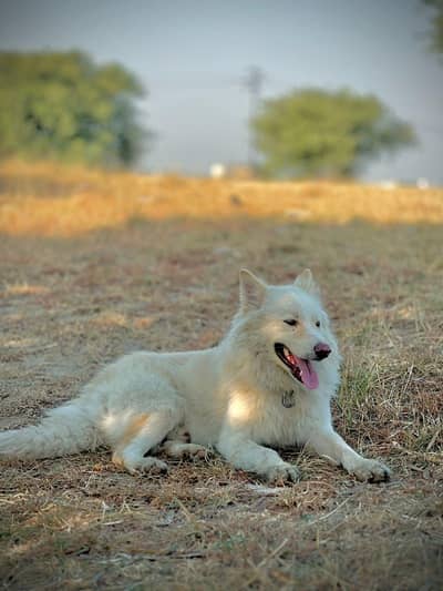 white husky