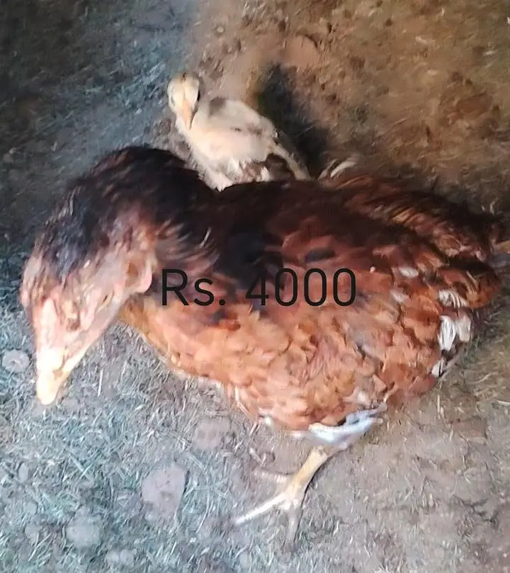 2Aseel Hens with 2Chicks+6 Cock(2Murgian+2Chozay+6 Murgy)3313544224 — photo 3