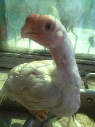 indian parrot beak for sale