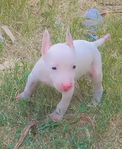 pure kuhati gultair puppy pair pink nose blue eyes healthy and active