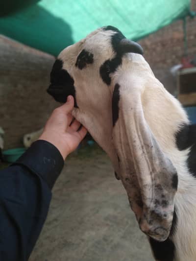 bakra for sale 60k price age 6 months height 30 price final hy