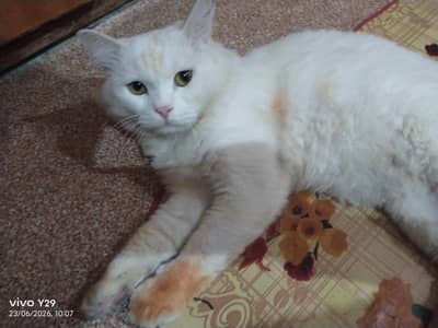 Two white Persian cats male and female