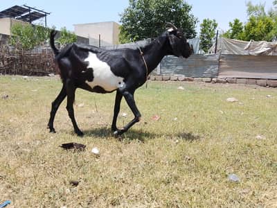 beetal cross goat
