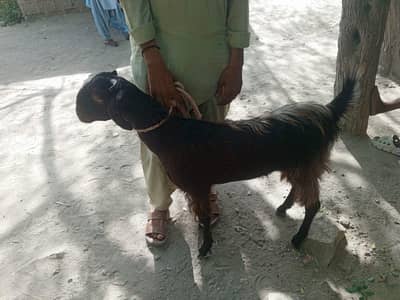 nachi corse female