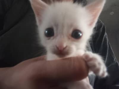 kitten for sale