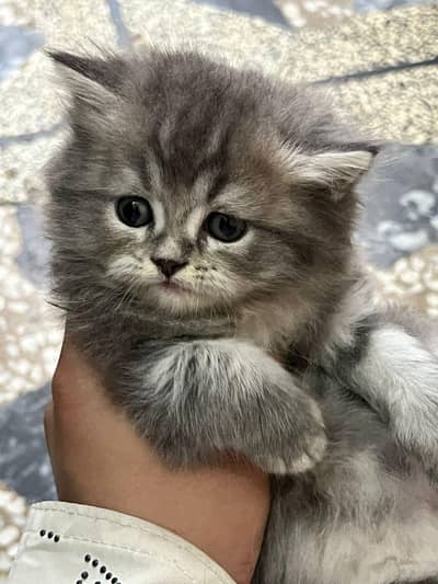 pure persian kittens Available
