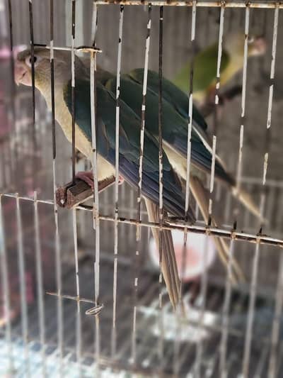 blue cinamon conure chicks