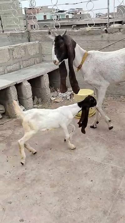 Female Goat with 4-Month-Old Kids for Sale