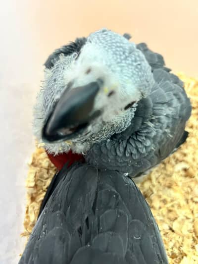 African grey parrot for sale 0370/7908/904