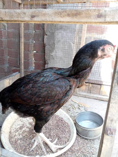 Aseel eggs available for sale