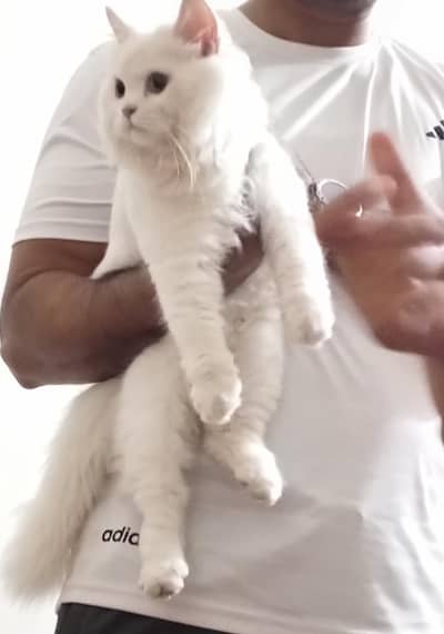 Percian Cat