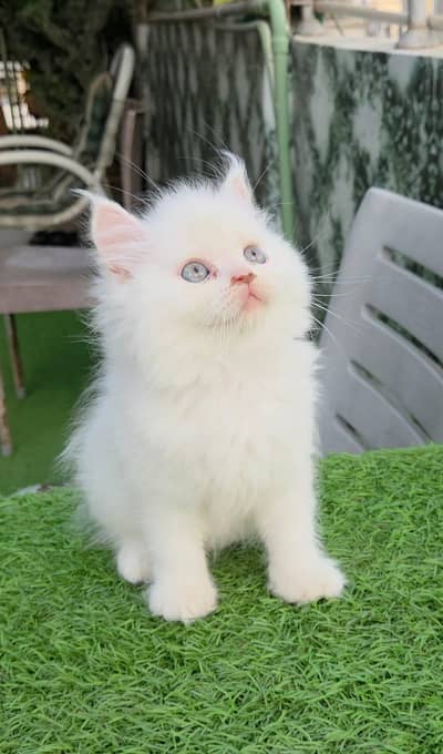 persion cat